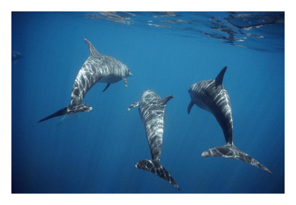 Bottlenose Dolphin trio underwater, Galapagos Islands, Ecuador-Paper Art-26"x18"