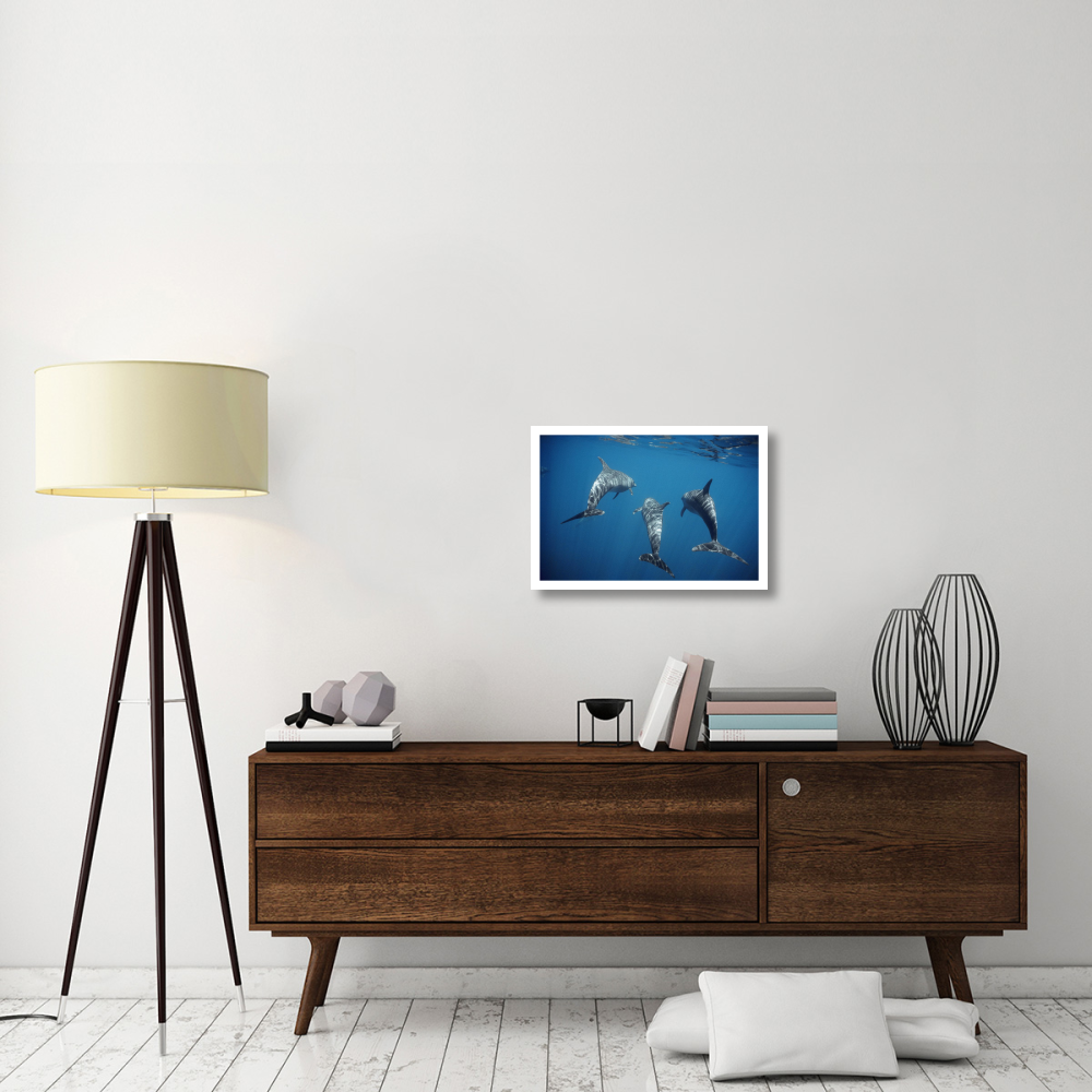 Bottlenose Dolphin trio underwater, Galapagos Islands, Ecuador-Paper Art-26&quotx18"