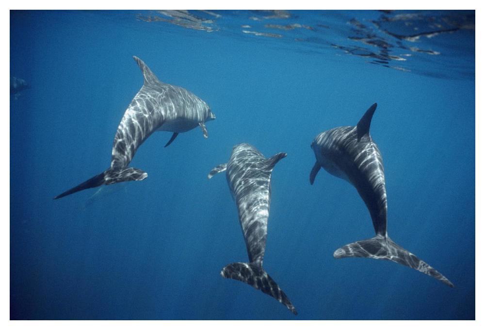 Bottlenose Dolphin trio underwater, Galapagos Islands, Ecuador-Paper Art-50"x34"