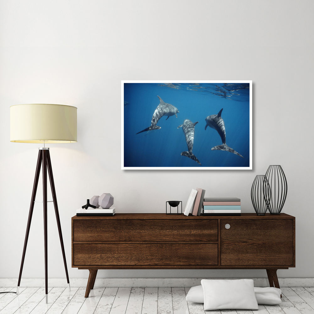 Bottlenose Dolphin trio underwater, Galapagos Islands, Ecuador-Paper Art-50&quotx34"