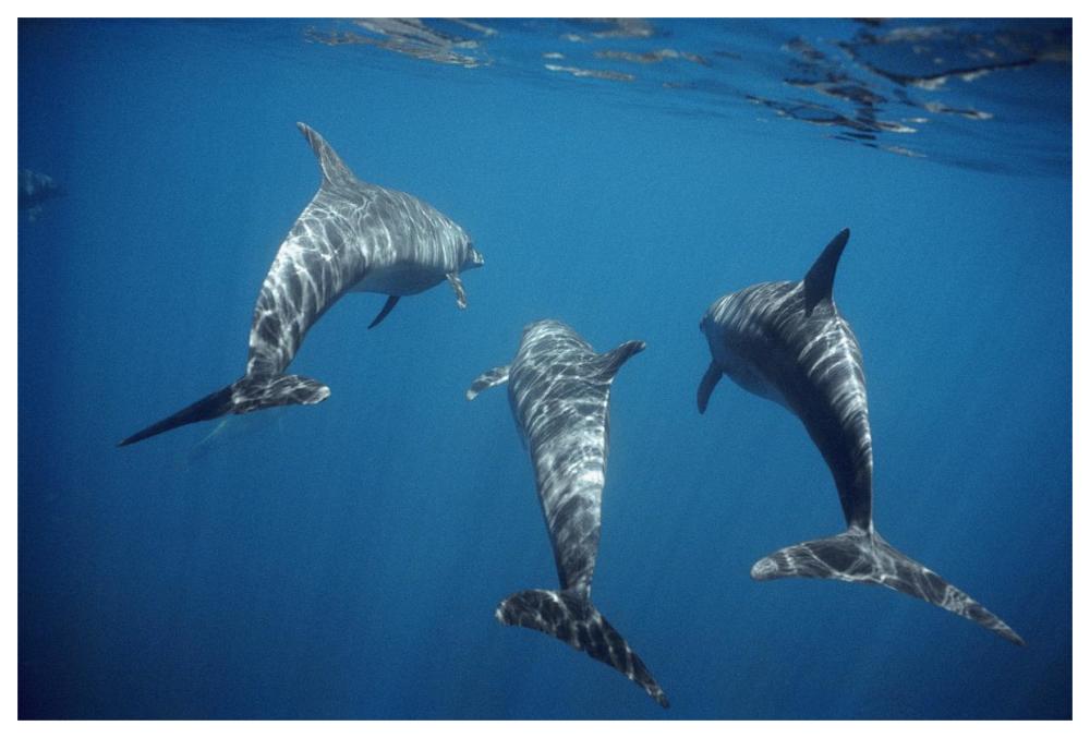 Bottlenose Dolphin trio underwater, Galapagos Islands, Ecuador-Paper Art-62"x42"