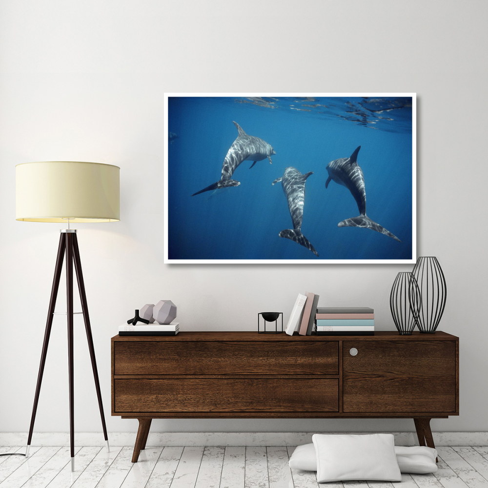 Bottlenose Dolphin trio underwater, Galapagos Islands, Ecuador-Paper Art-62&quotx42"