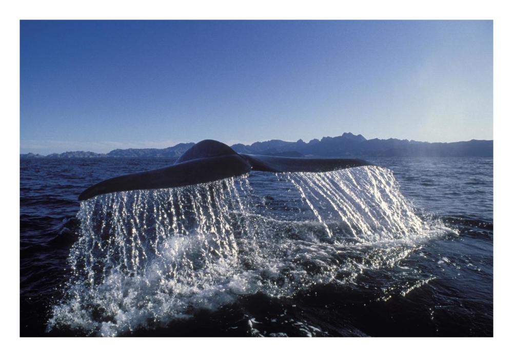 Blue Whale tail, Sea of Cortez, Baja California, Mexico-Paper Art-26"x18"