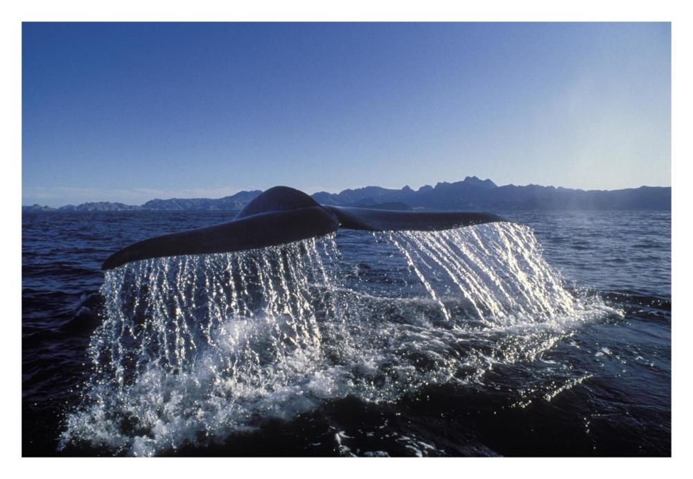 Blue Whale tail, Sea of Cortez, Baja California, Mexico-Paper Art-32"x22"
