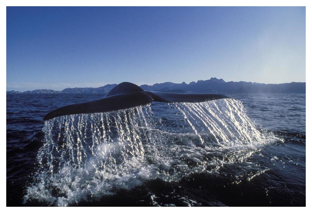 Blue Whale tail, Sea of Cortez, Baja California, Mexico-Paper Art-50"x34"
