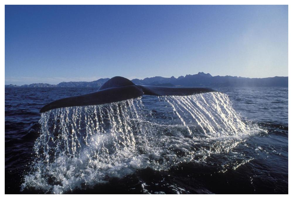 Blue Whale tail, Sea of Cortez, Baja California, Mexico-Paper Art-62"x42"