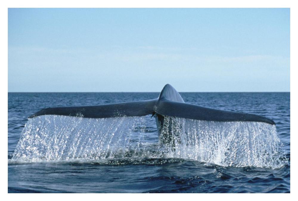 Blue Whale tail, Sea of Cortez, Baja California, Mexico-Paper Art-20"x14"
