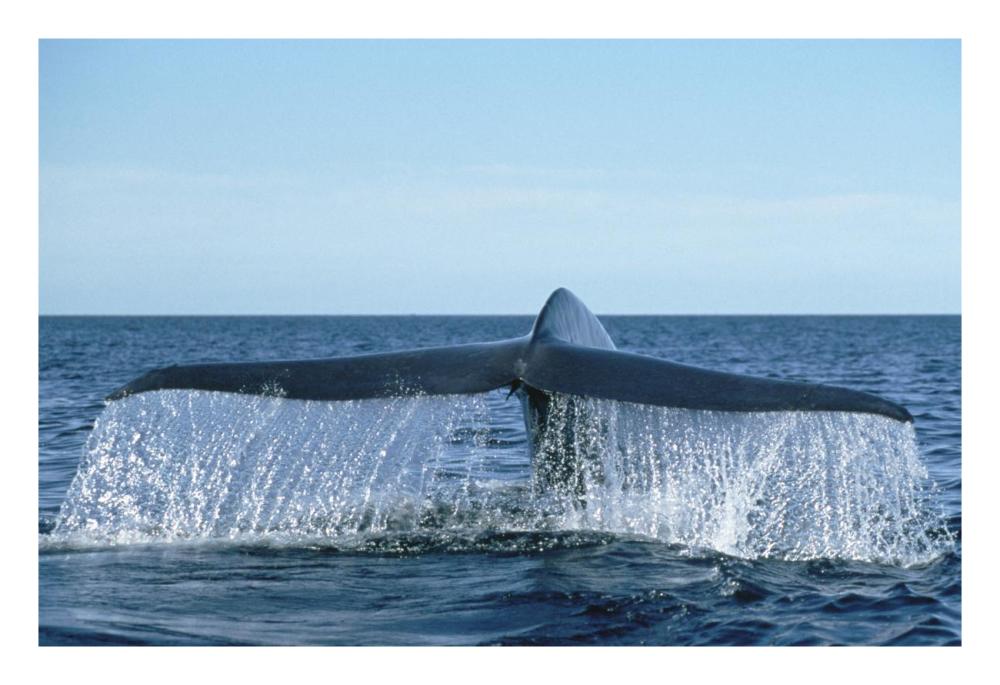 Blue Whale tail, Sea of Cortez, Baja California, Mexico-Paper Art-26"x18"