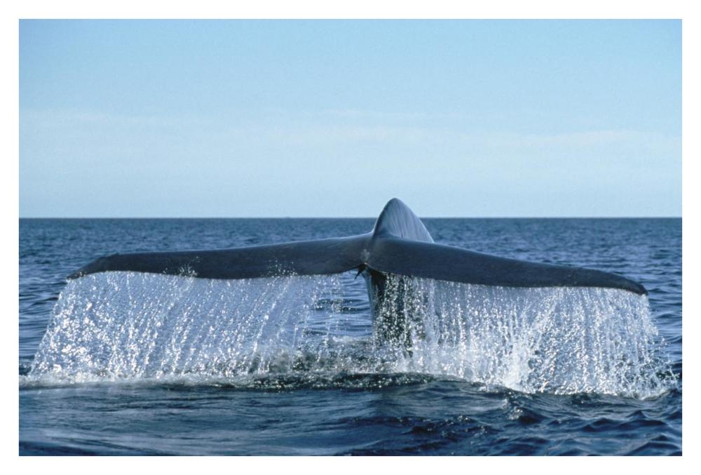 Blue Whale tail, Sea of Cortez, Baja California, Mexico-Paper Art-38"x26"