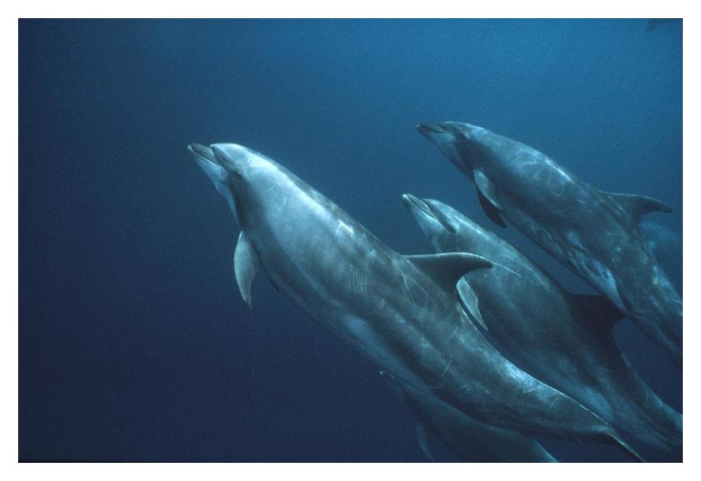 Bottlenose Dolphins, Roca Redonda, Galapagos Islands, Ecuador-Paper Art-20"x14"