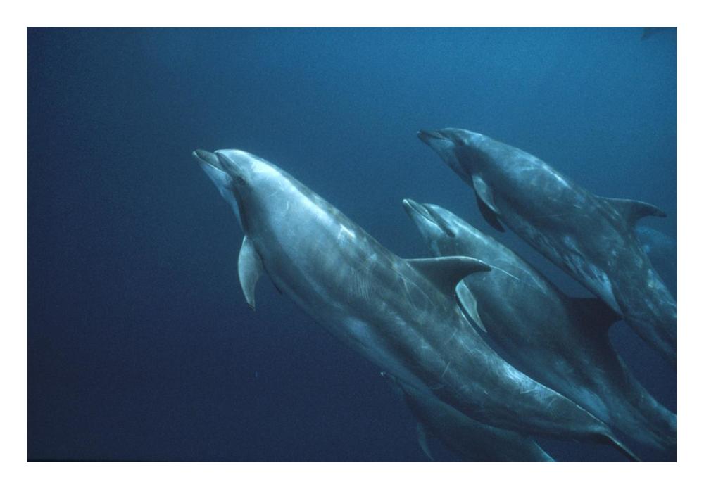 Bottlenose Dolphins, Roca Redonda, Galapagos Islands, Ecuador-Paper Art-26"x18"