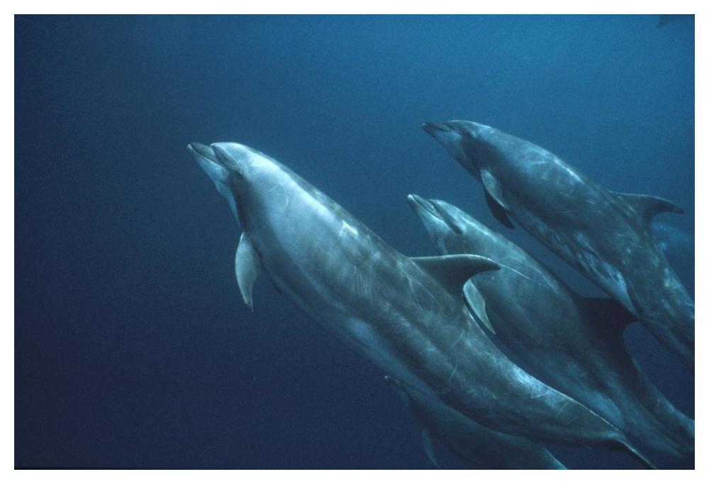Bottlenose Dolphins, Roca Redonda, Galapagos Islands, Ecuador-Paper Art-50"x34"
