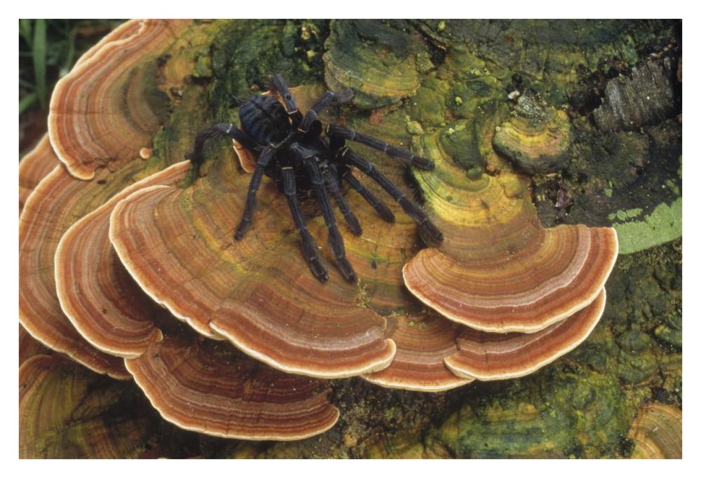 Tarantula large female wandering over bracket fungus, North Sulawesi, Indonesia-Paper Art-38"x26"