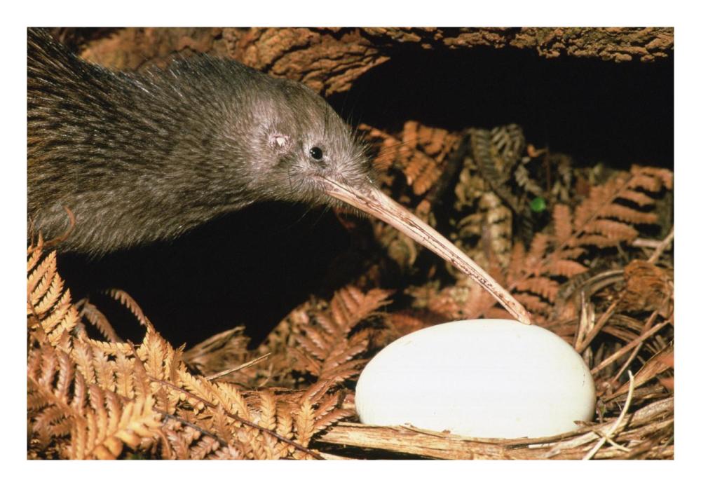North Island Brown Kiwi parent with egg, New Zealand-Paper Art-26"x18"