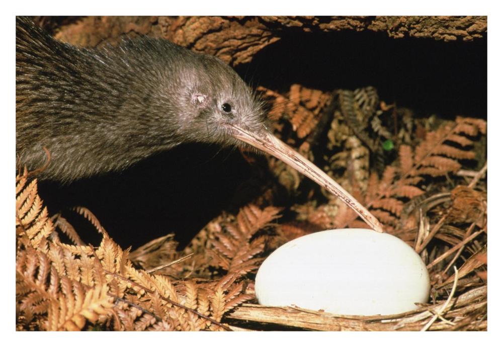 North Island Brown Kiwi parent with egg, New Zealand-Paper Art-32"x22"