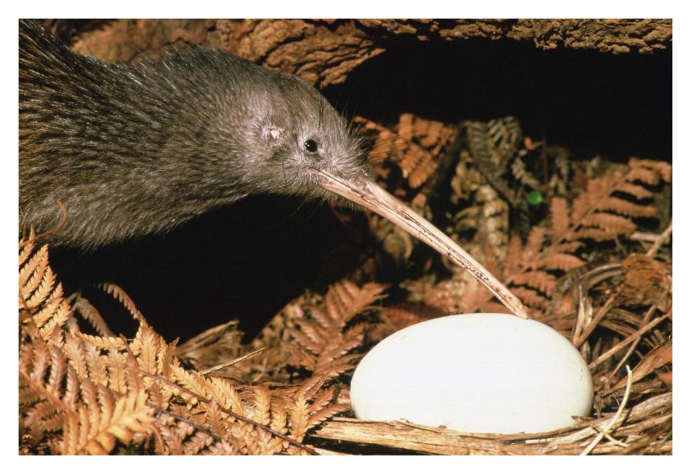 North Island Brown Kiwi parent with egg, New Zealand-Paper Art-38"x26"