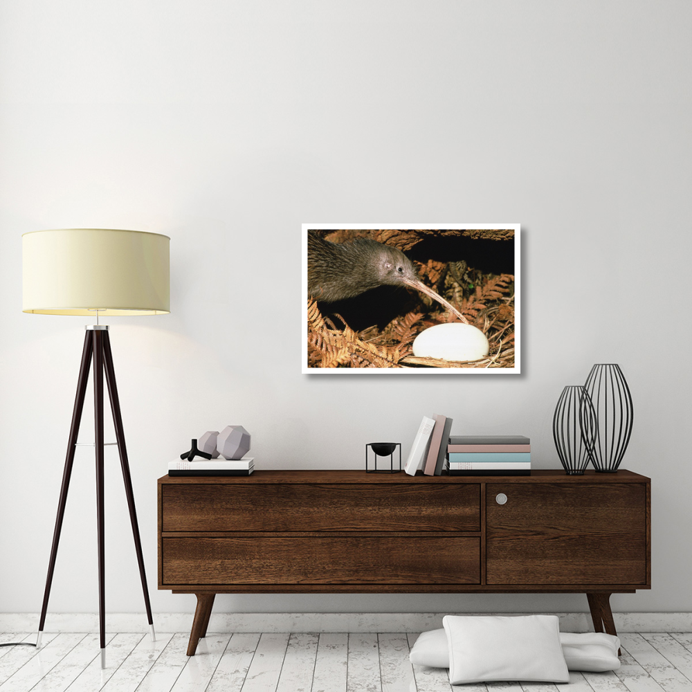 North Island Brown Kiwi parent with egg, New Zealand-Paper Art-38&quotx26"