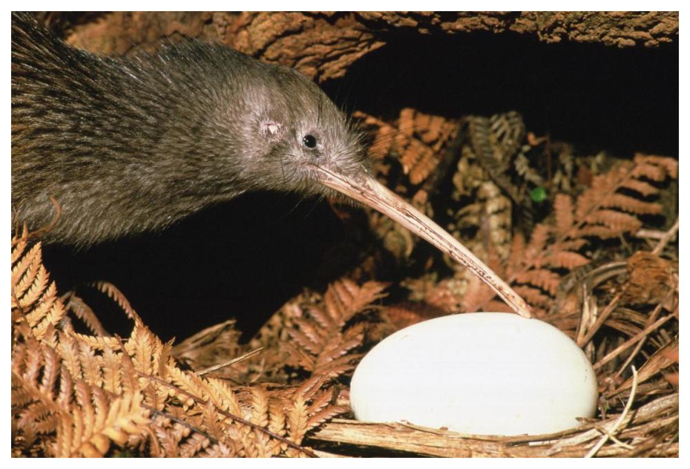 North Island Brown Kiwi parent with egg, New Zealand-Paper Art-62"x42"