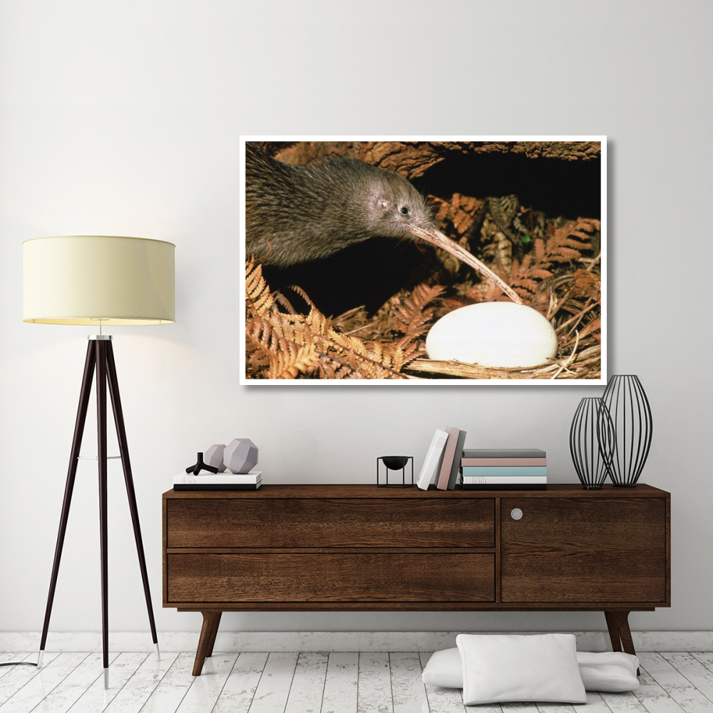 North Island Brown Kiwi parent with egg, New Zealand-Paper Art-62&quotx42"