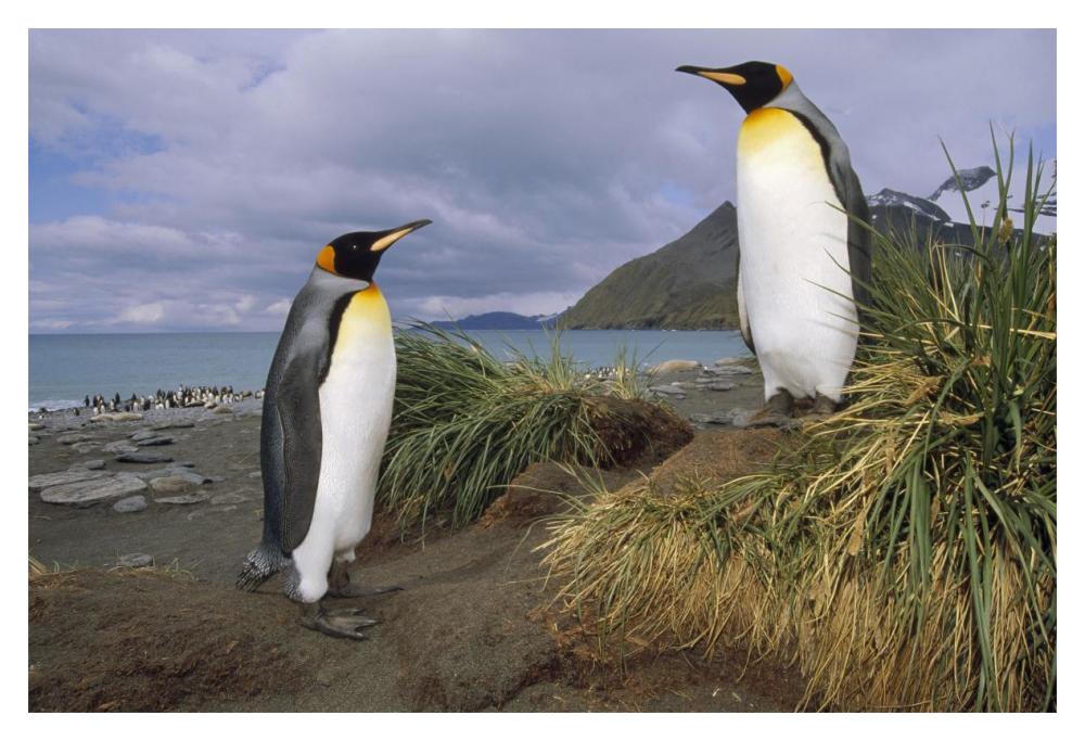 King Penguin pair in tussock grass, Gold Harbor, South Georgia Island-Paper Art-20"x14"