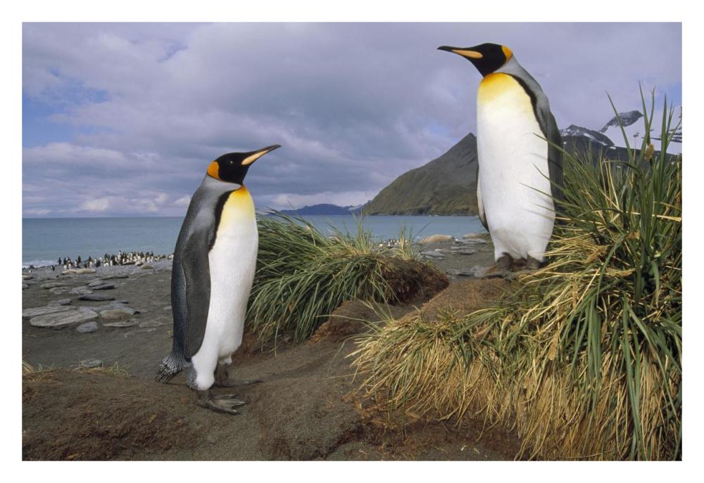 King Penguin pair in tussock grass, Gold Harbor, South Georgia Island-Paper Art-32"x22"