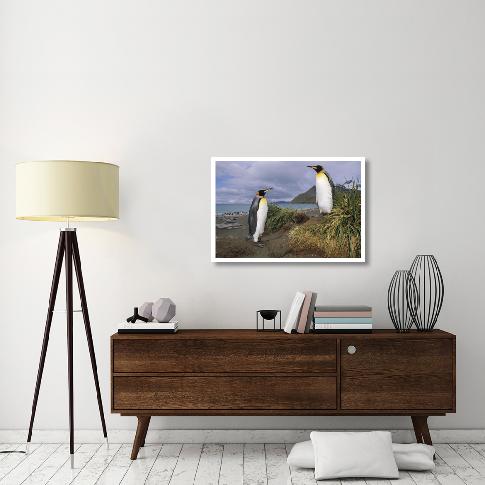 King Penguin pair in tussock grass, Gold Harbor, South Georgia Island-Paper Art-38&quotx26"