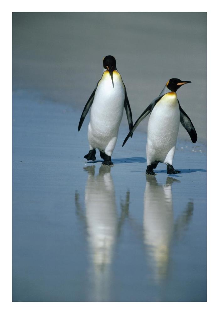 King Penguin pair on landing beach, Volunteer Point, Falkland Islands-Paper Art-18"x26"