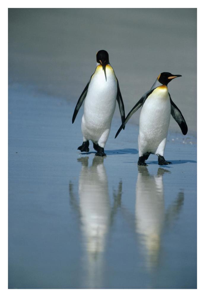 King Penguin pair on landing beach, Volunteer Point, Falkland Islands-Paper Art-26"x38"