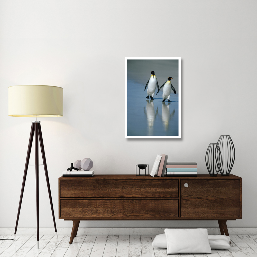 King Penguin pair on landing beach, Volunteer Point, Falkland Islands-Paper Art-26&quotx38"