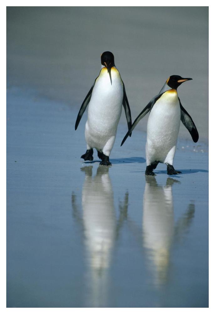 King Penguin pair on landing beach, Volunteer Point, Falkland Islands-Paper Art-34"x50"