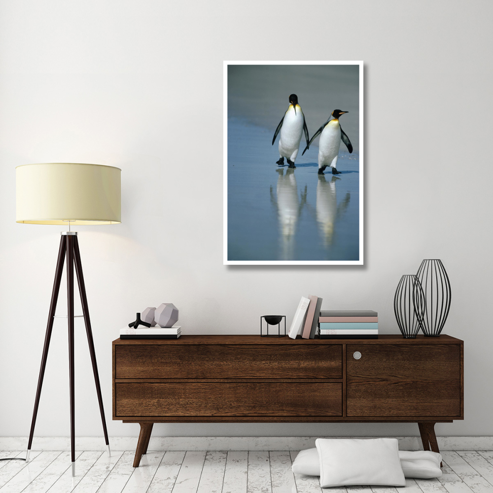 King Penguin pair on landing beach, Volunteer Point, Falkland Islands-Paper Art-34&quotx50"