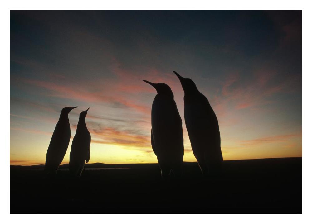 King Penguins and austral summer sunset, Volunteer Point, Falkland Islands-Paper Art-32"x23"