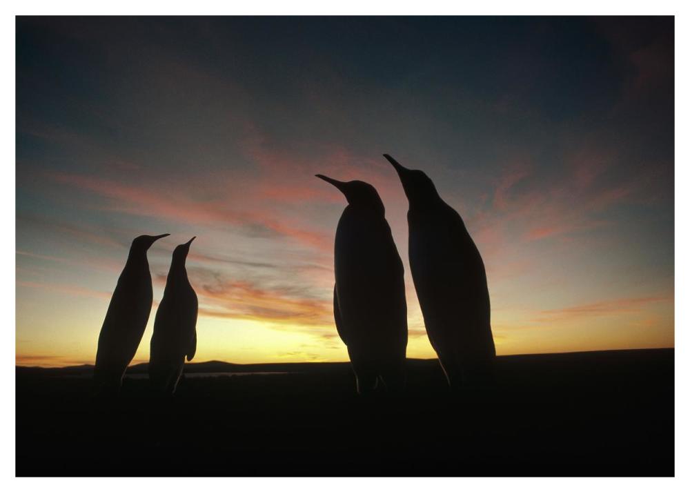 King Penguins and austral summer sunset, Volunteer Point, Falkland Islands-Paper Art-46"x32.8"