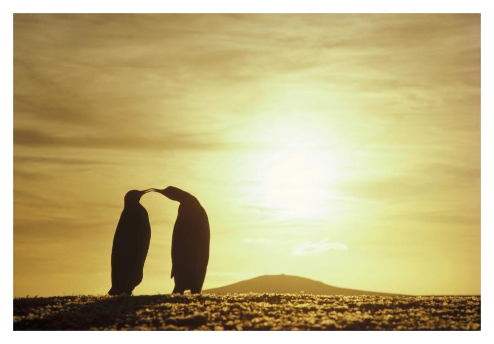 King Penguins and austral summer sunset, Volunteer Point, Falkland Islands-Paper Art-38"x26"