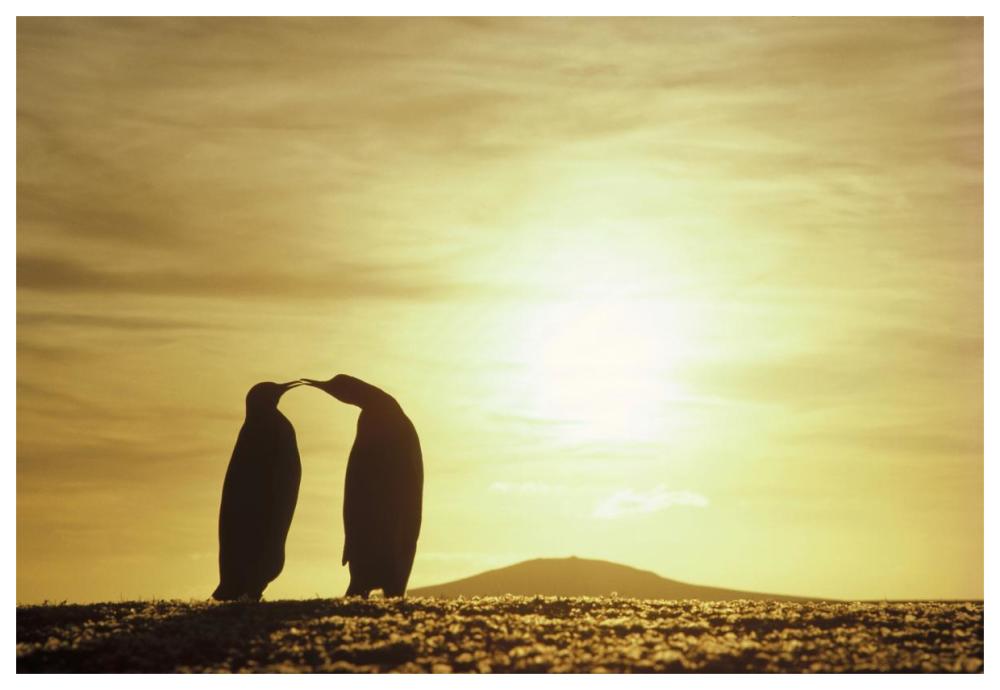 King Penguins and austral summer sunset, Volunteer Point, Falkland Islands-Paper Art-62"x42"