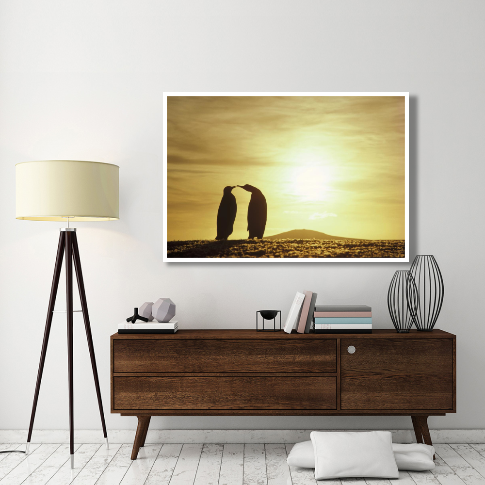 King Penguins and austral summer sunset, Volunteer Point, Falkland Islands-Paper Art-62&quotx42"