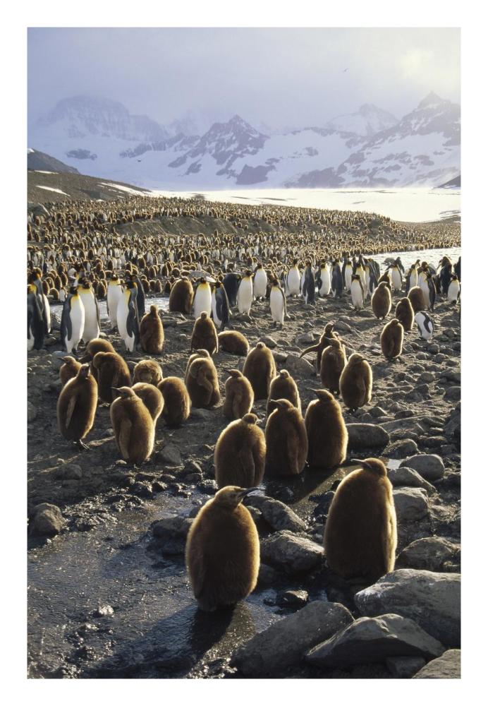 King Penguin colony along a glacial stream, St Andrews, South Georgia Island-Paper Art-18"x26"