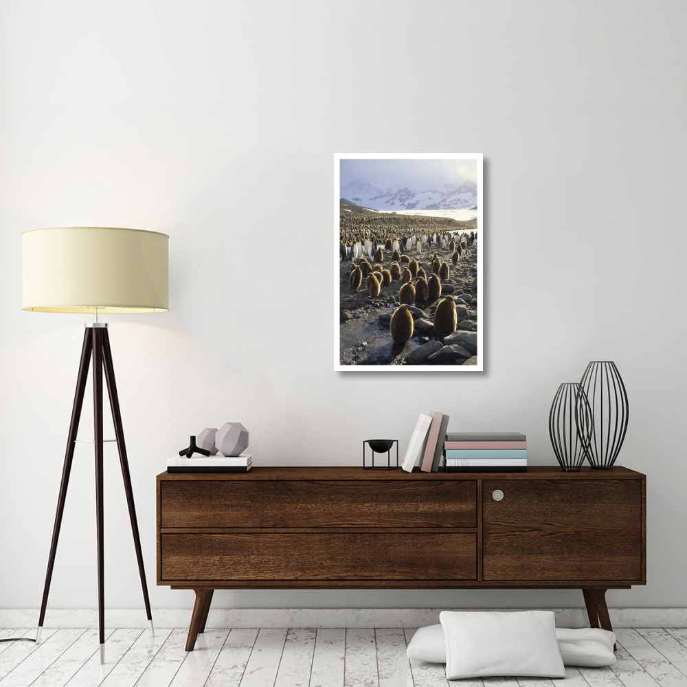 King Penguin colony along a glacial stream, St Andrews, South Georgia Island-Paper Art-26&quotx38"