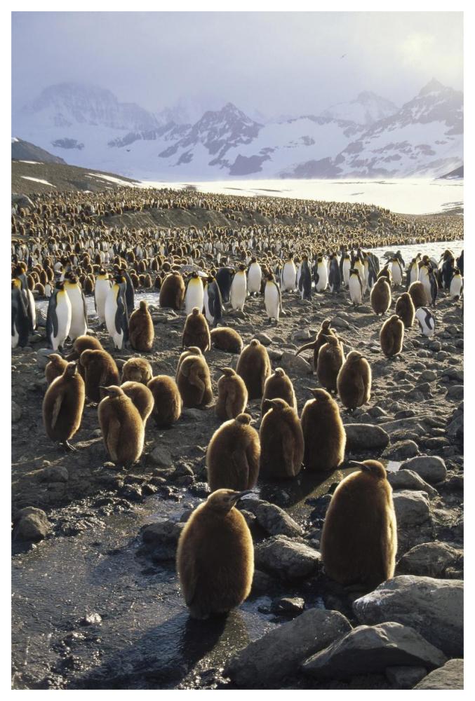 King Penguin colony along a glacial stream, St Andrews, South Georgia Island-Paper Art-42"x62"
