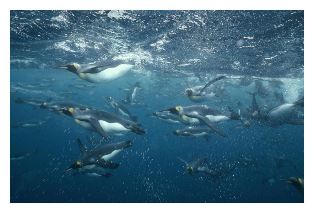 King Penguins swimming underwater, Macquarie Island-Paper Art-32"x22"