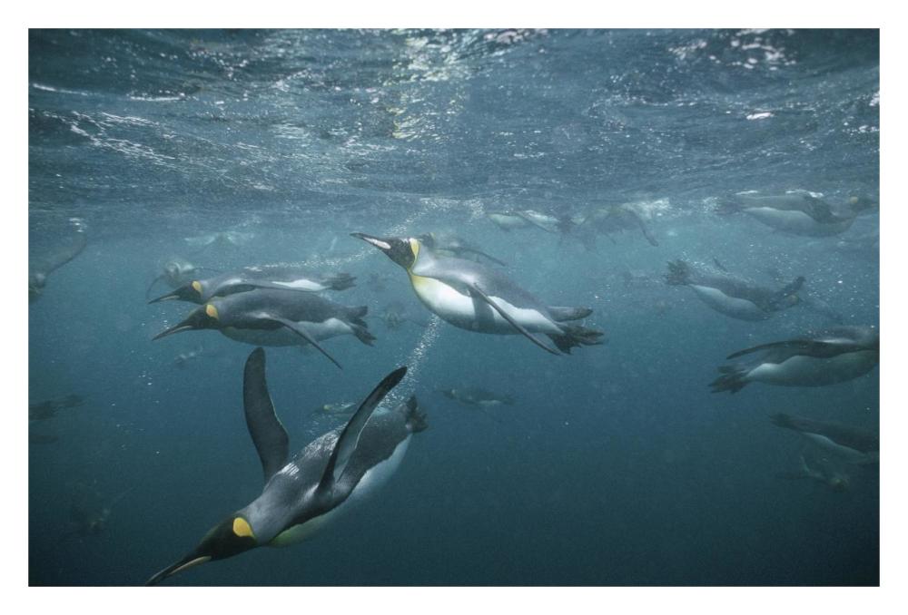 King Penguins swimming underwater, Macquarie Island-Paper Art-32"x22"
