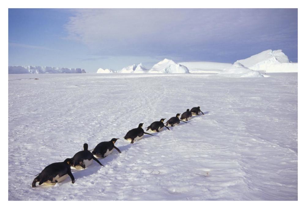 Emperor Penguins tobogganing to rookery, Edward VIII Gulf, Antarctica-Paper Art-38"x26"