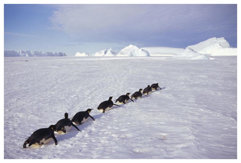 Emperor Penguins tobogganing to rookery, Edward VIII Gulf, Antarctica-Paper Art-62"x42"