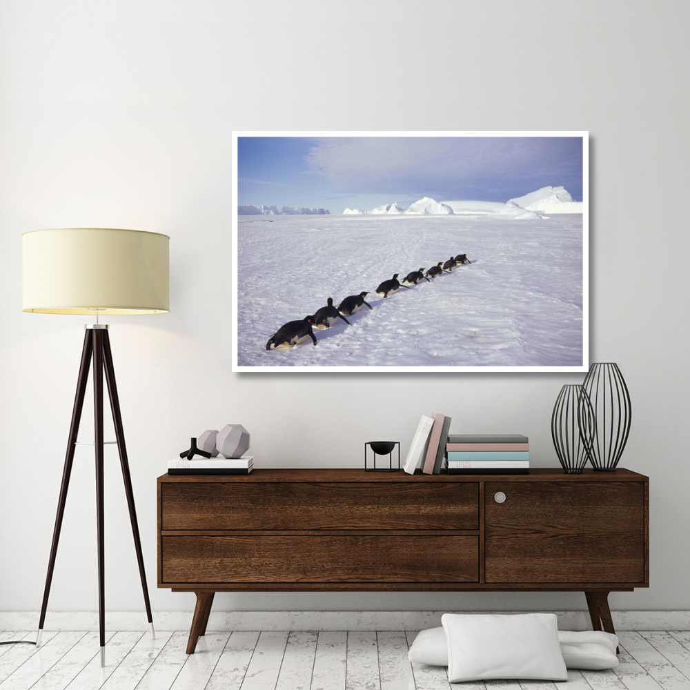 Emperor Penguins tobogganing to rookery, Edward VIII Gulf, Antarctica-Paper Art-62&quotx42"