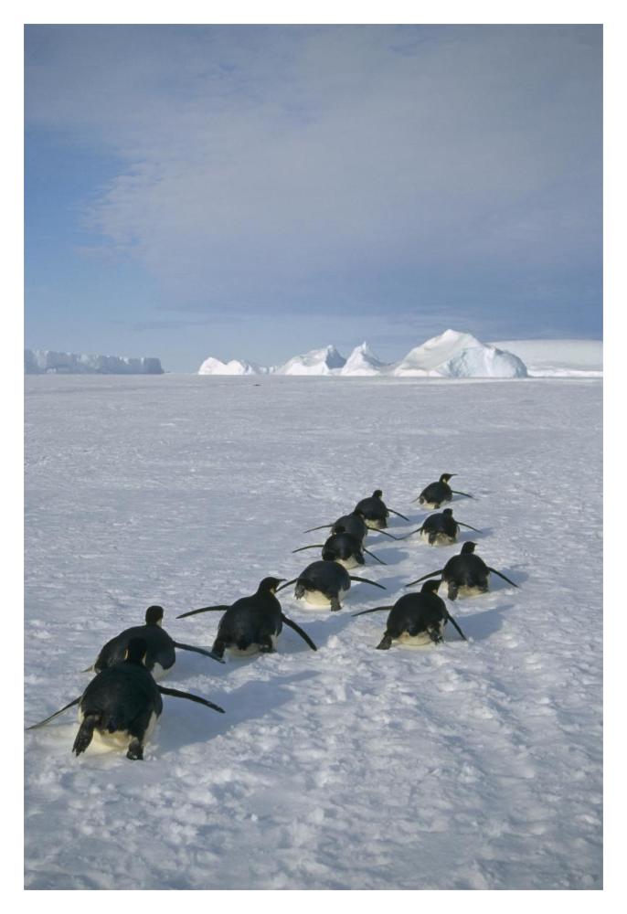 Emperor Penguins tobogganing to rookery, Edward VIII Gulf, Antarctica-Paper Art-14"x20"