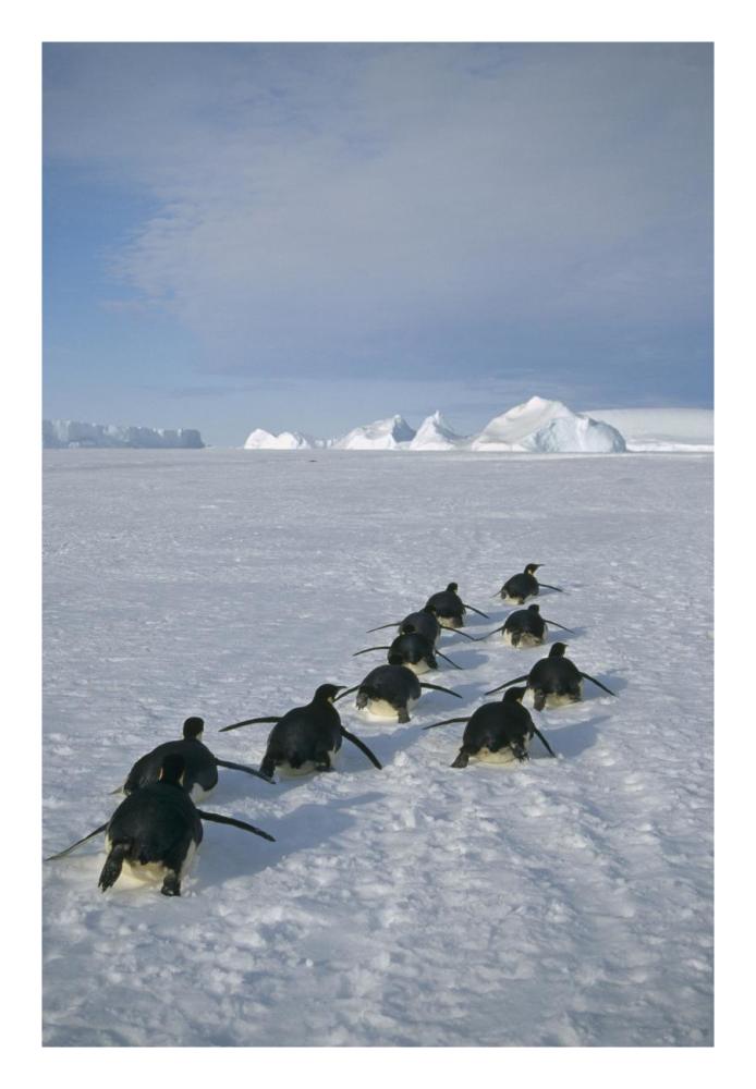 Emperor Penguins tobogganing to rookery, Edward VIII Gulf, Antarctica-Paper Art-18"x26"