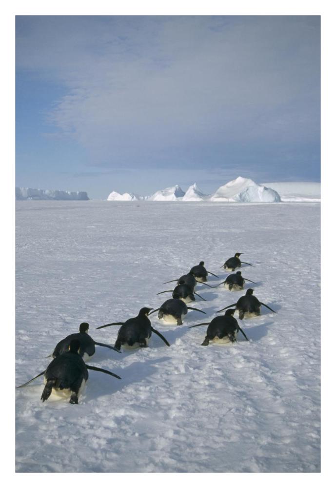 Emperor Penguins tobogganing to rookery, Edward VIII Gulf, Antarctica-Paper Art-22"x32"