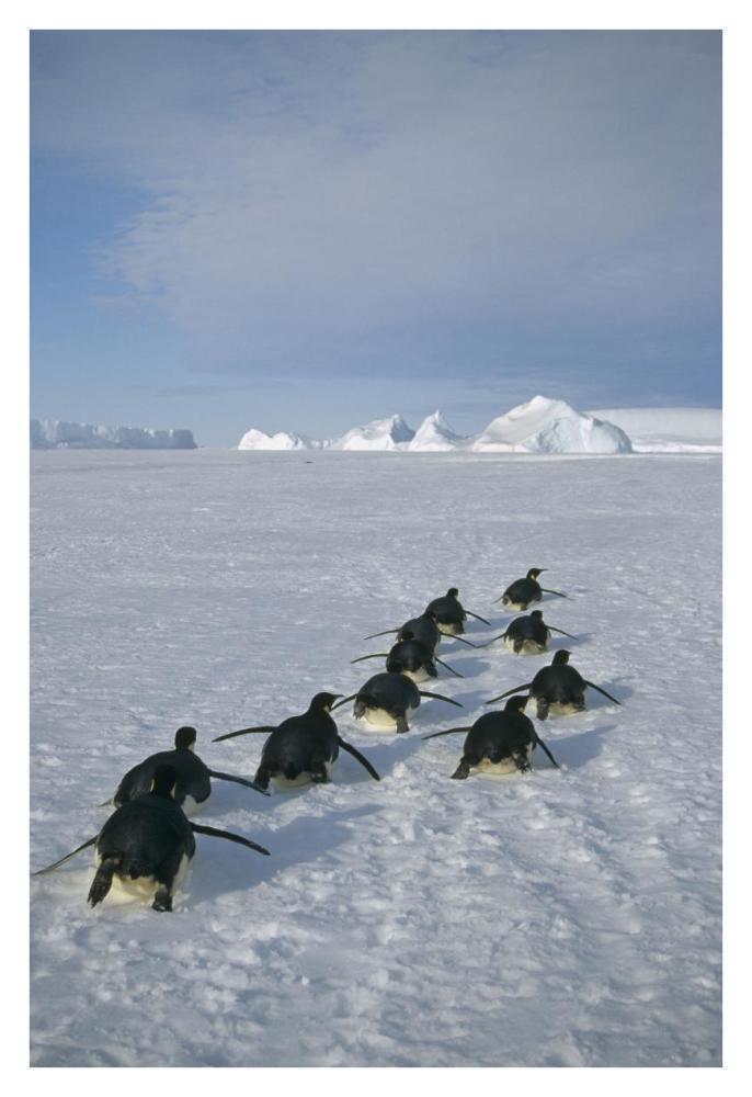 Emperor Penguins tobogganing to rookery, Edward VIII Gulf, Antarctica-Paper Art-26"x38"