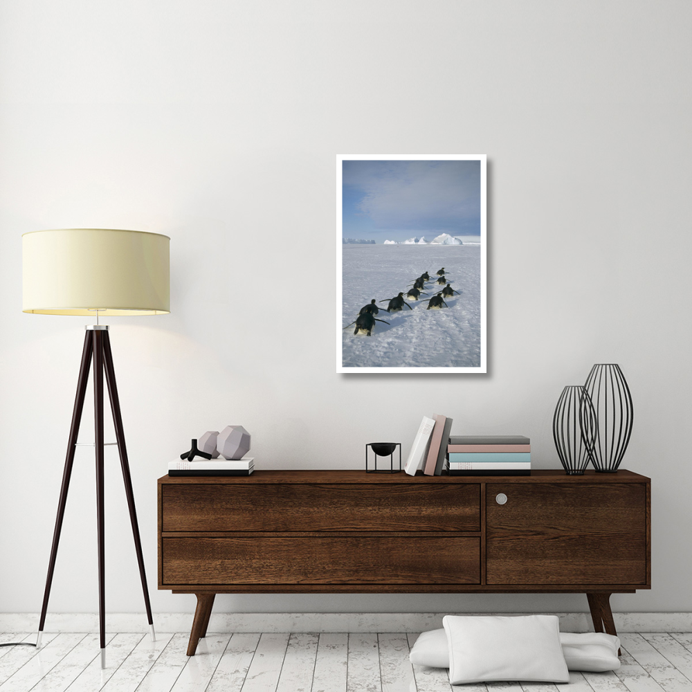 Emperor Penguins tobogganing to rookery, Edward VIII Gulf, Antarctica-Paper Art-26&quotx38"