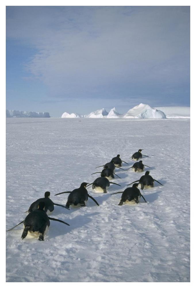 Emperor Penguins tobogganing to rookery, Edward VIII Gulf, Antarctica-Paper Art-34"x50"